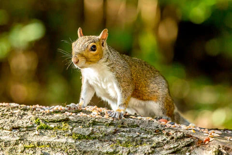 So halten Sie Eichhörnchen von Vogelfutterspender fern: 8 Methoden