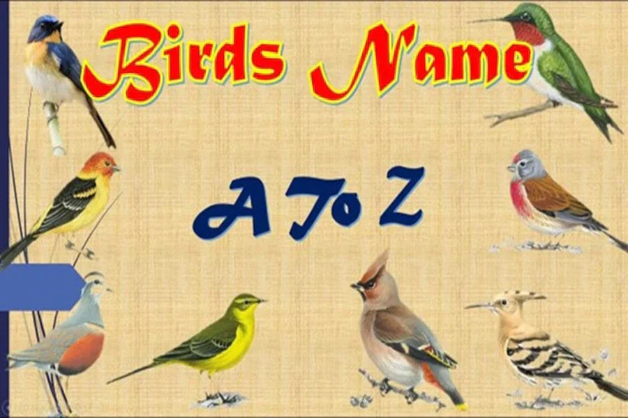 Entdecke Vogelarten: A–Z Vogelnamen in alphabetischer Reihenfolge