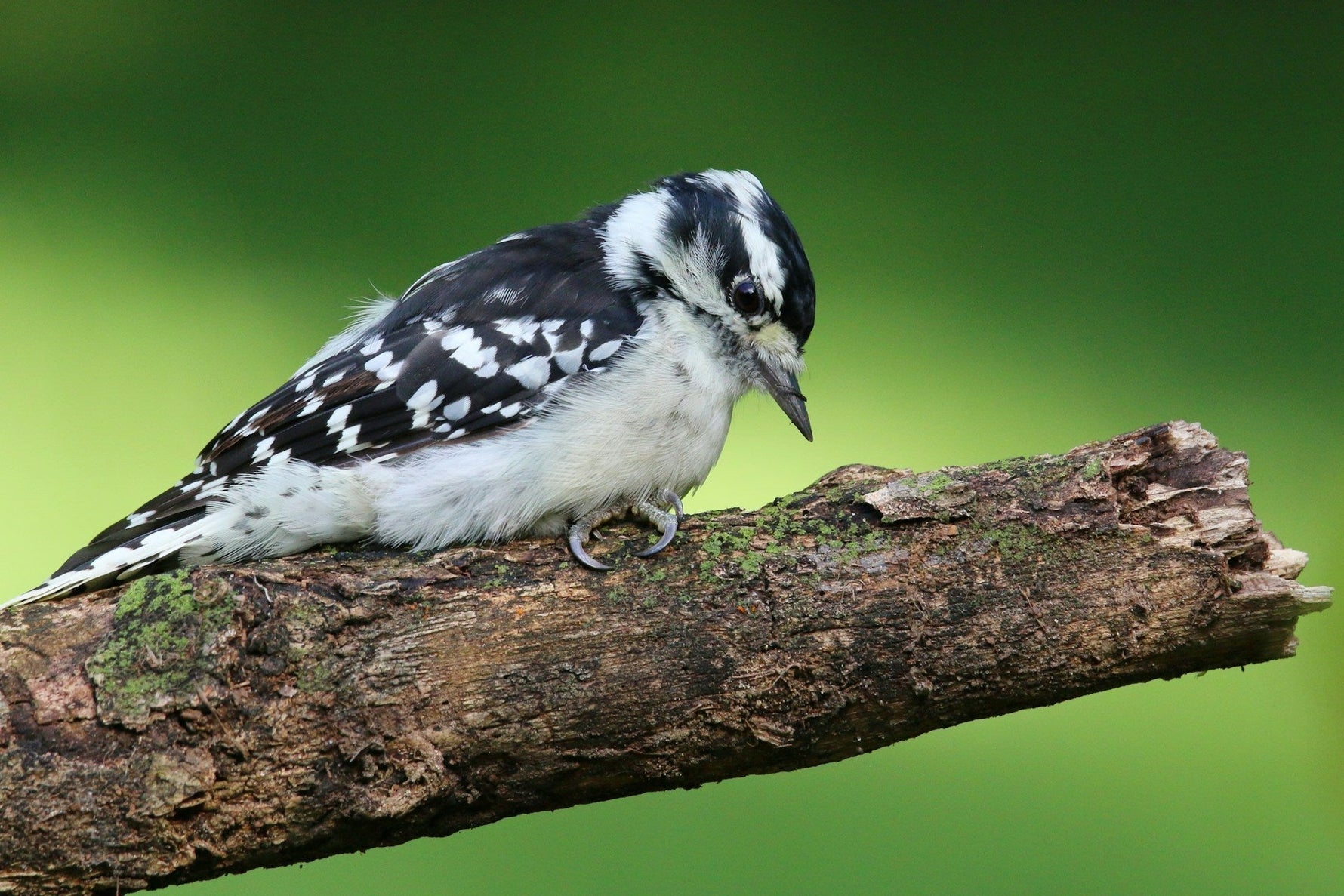 20 wunderschöne schwarz-weiße Vögel (mit Bildern)