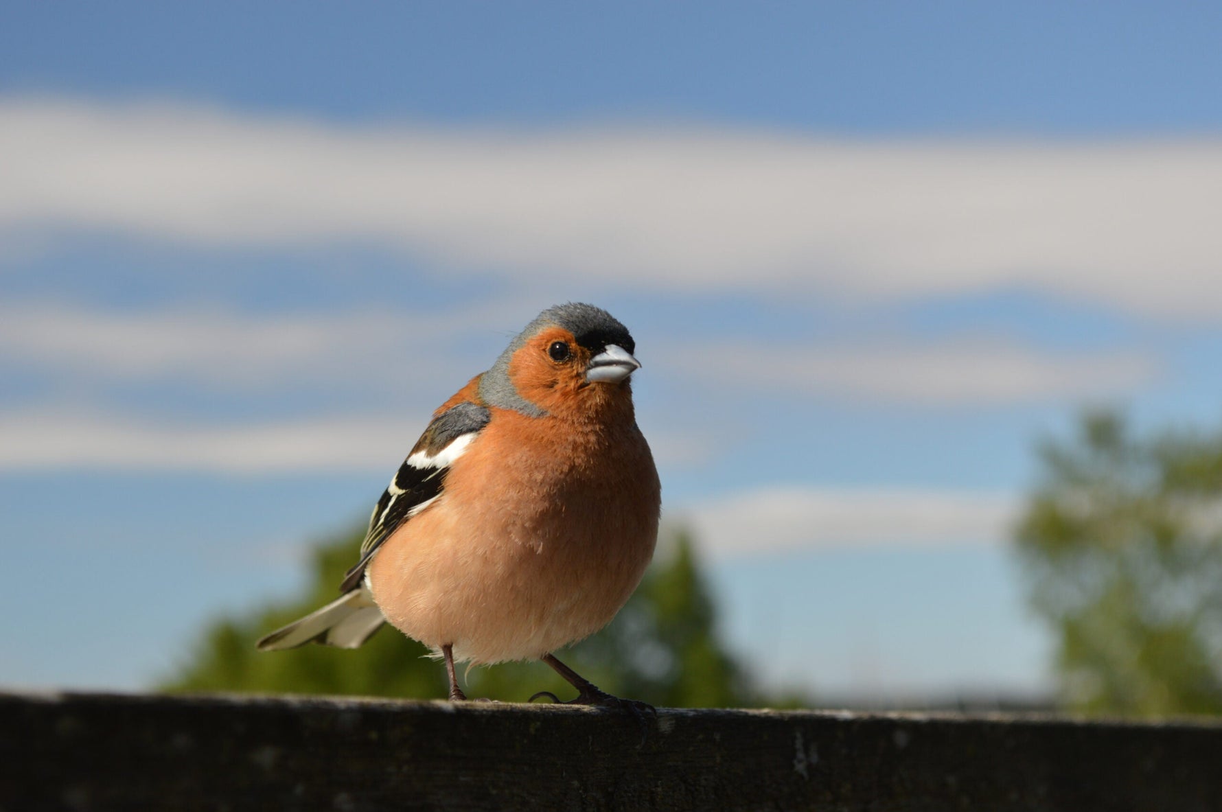 Vögel mit orangefarbener Brust