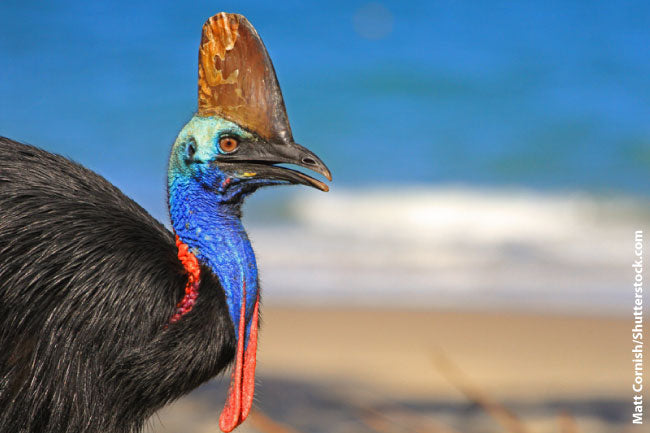 Der gefährlichste Vogel der Welt: Alles über den Kasuar