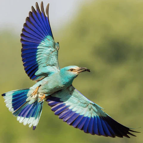 Die 10 schönsten Vögel der Welt