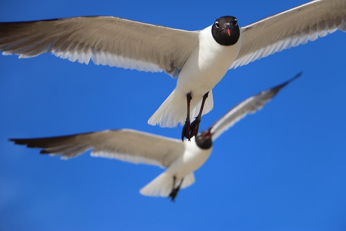 Vogelflügel im Überblick: Formen, Anatomie, Anpassungen und Flugtechniken