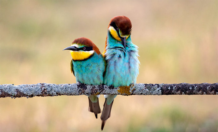 Die 10 schönsten Vögel der Welt