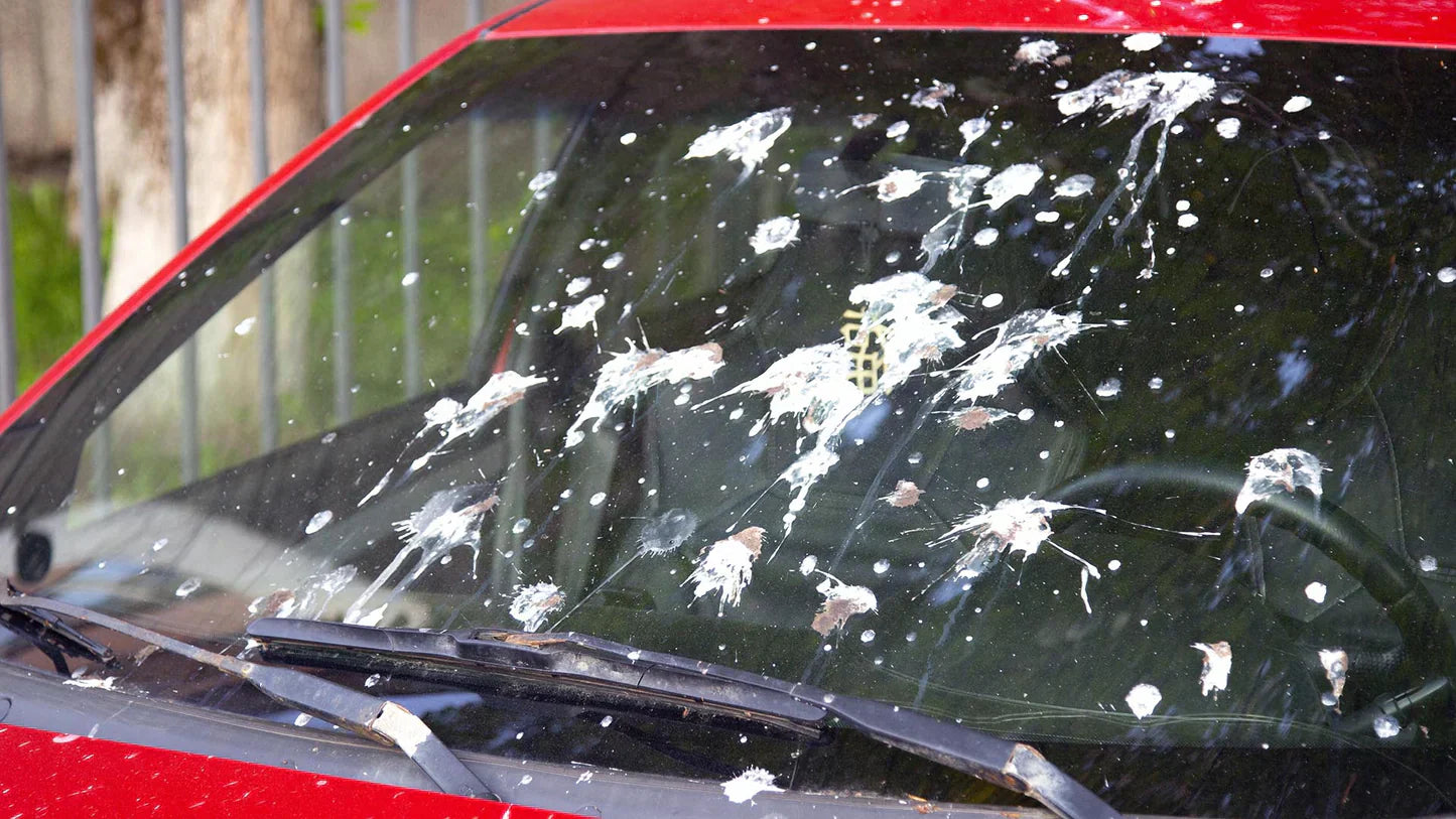 So entfernen Sie Vogelkot von jeder Oberfläche (Die richtige Methode)