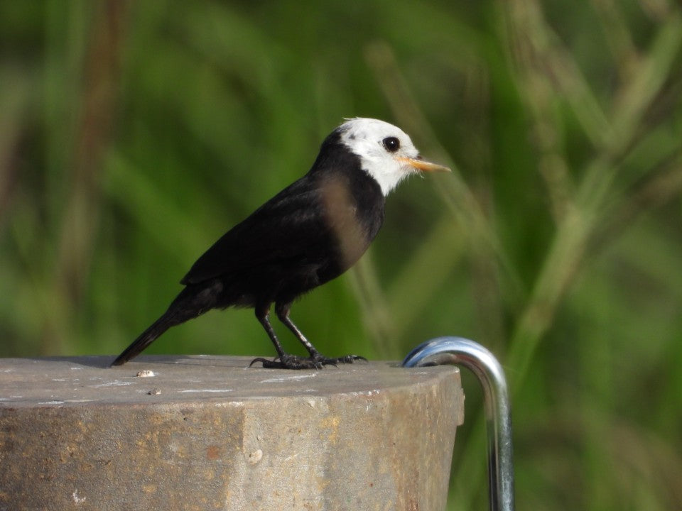 Schwarze Vögel mit weißem Kopf in Deutschland – 5 Arten erkennen