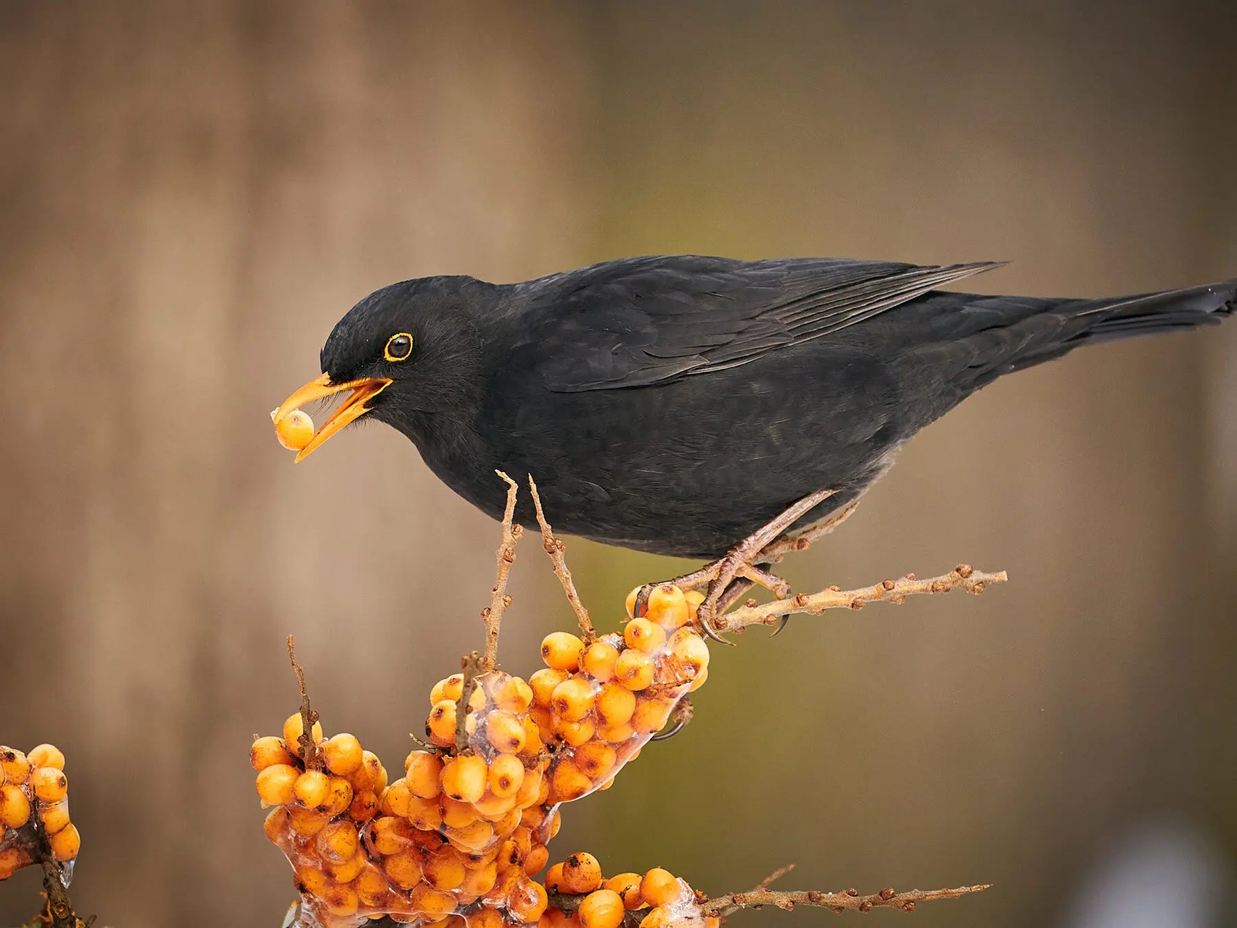 Was fressen Amseln? Nahrung, Winterfütterung und Tipps für den Garten