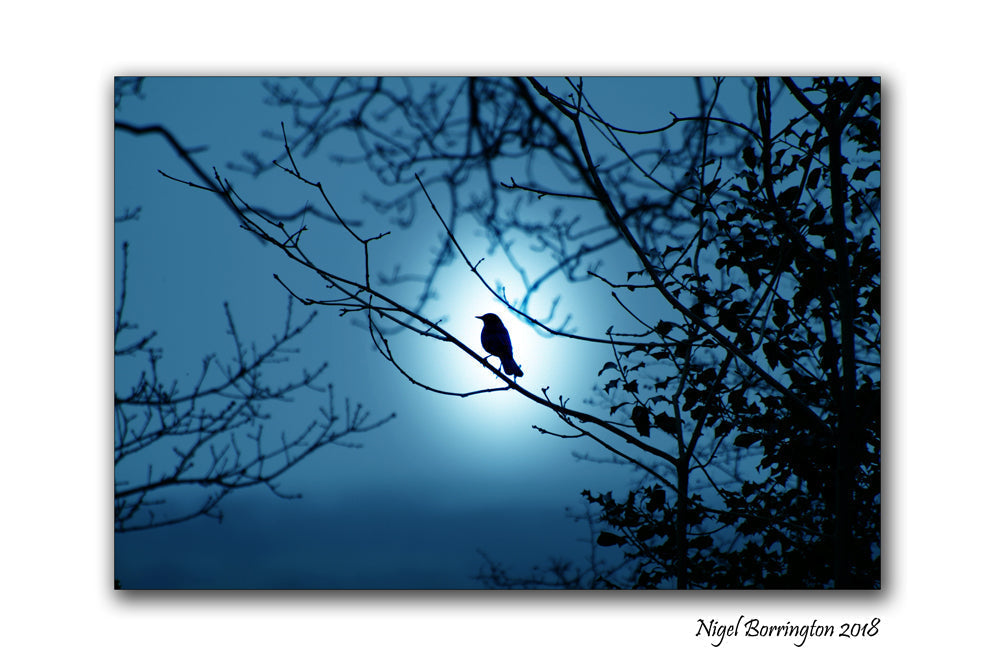 Die spirituelle Bedeutung der Amsel: Eine ausführliche Erklärung