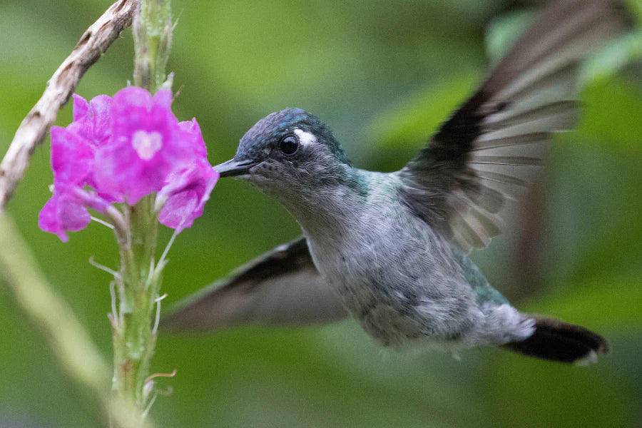 Kolibri Spirituelle Bedeutung