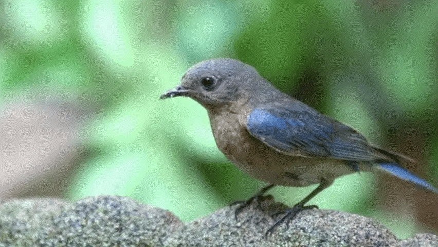 22 wunderschöne blaue Vögel der Welt: Fotos & Identifizierungstipps