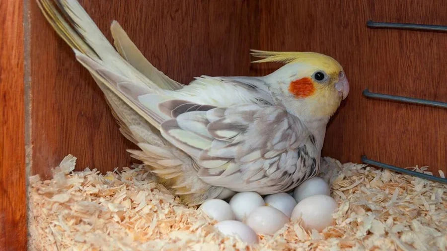 Legen alle Vögel Eier? Die Wahrheit über ihre Fortpflanzung