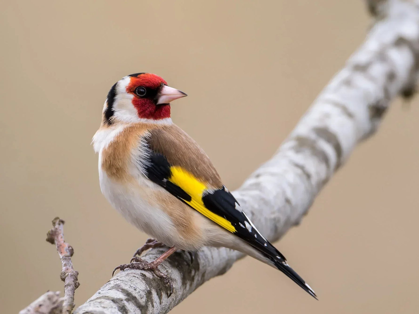 Spirituelle Bedeutung von Carduelis: Freude, Erneuerung und göttliche Gnade