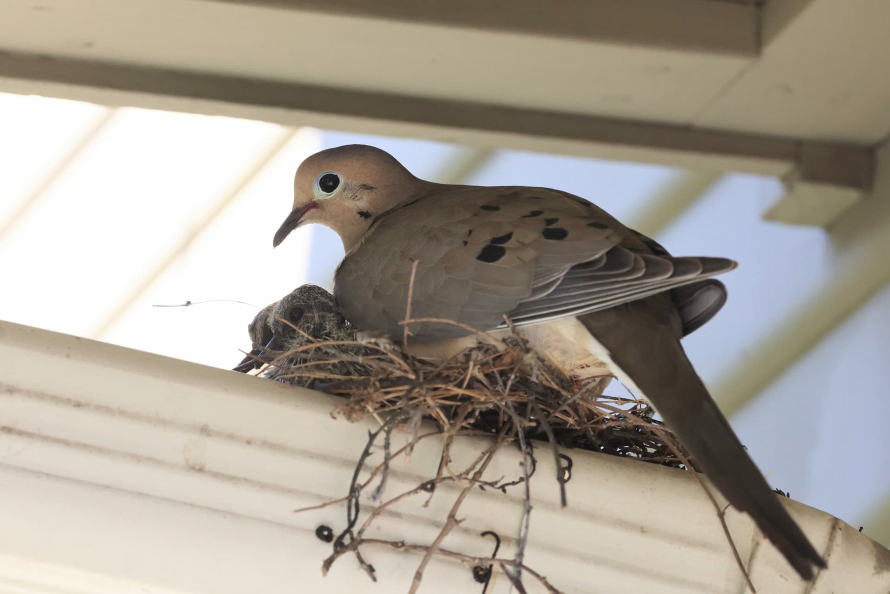Nester der Carolinataube: Standorte, Brutzeit & Brutpflege erklärt