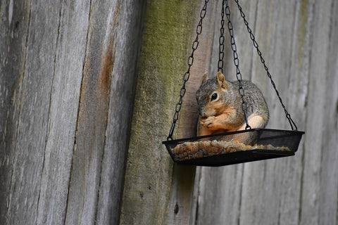 Hält scharfes Vogelfutter wirklich Eichhörnchen fern?