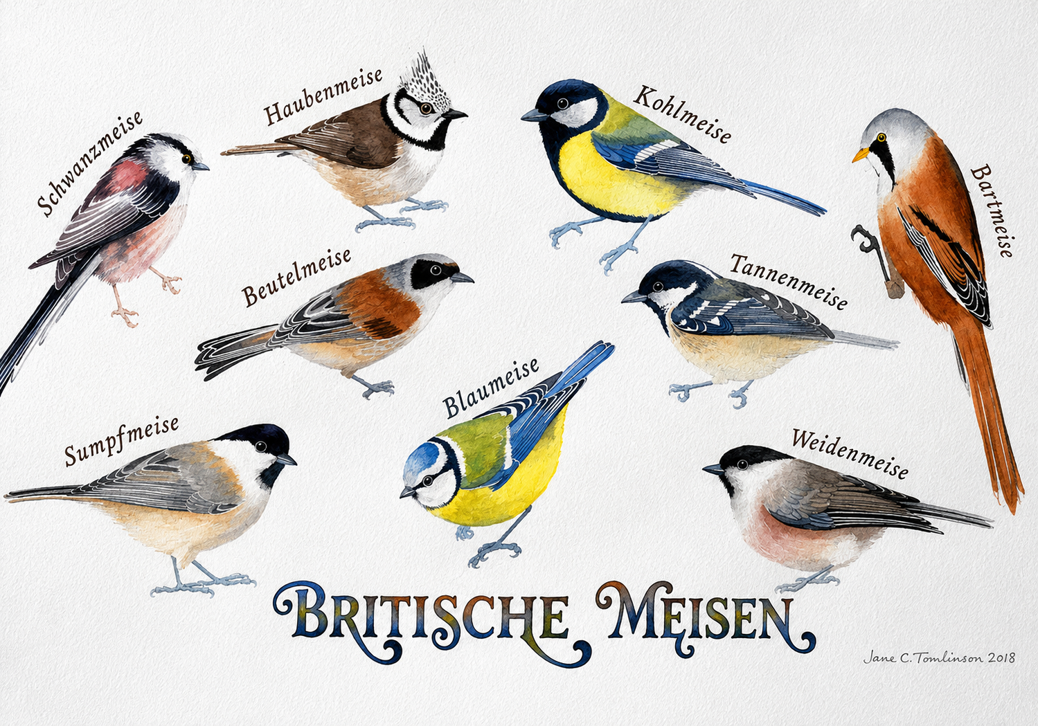 Meisen im Garten: Arten bestimmen & mit Birdfy anlocken