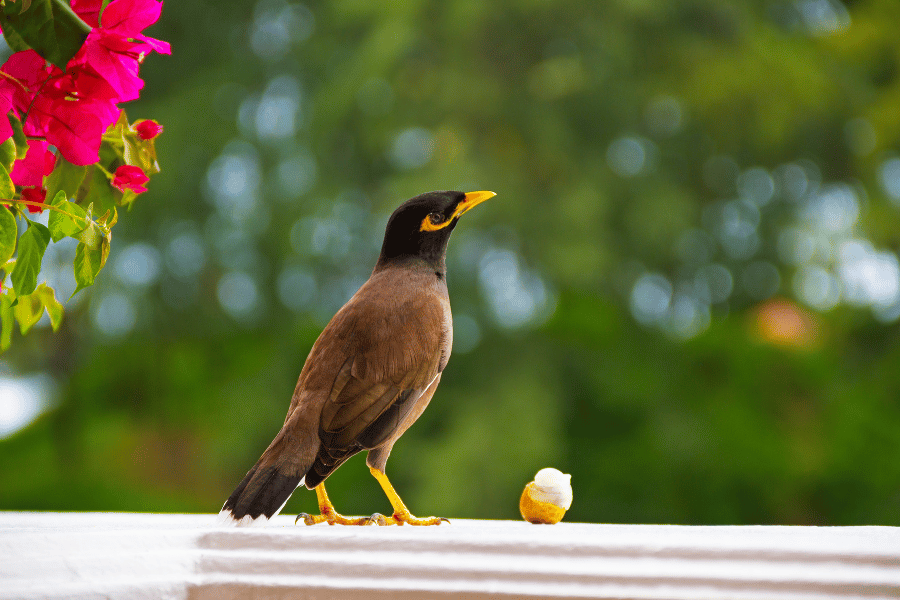 Vogel fliegt ins Haus Bedeutung