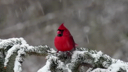 12 Vögel, die wie Kardinäle aussehen