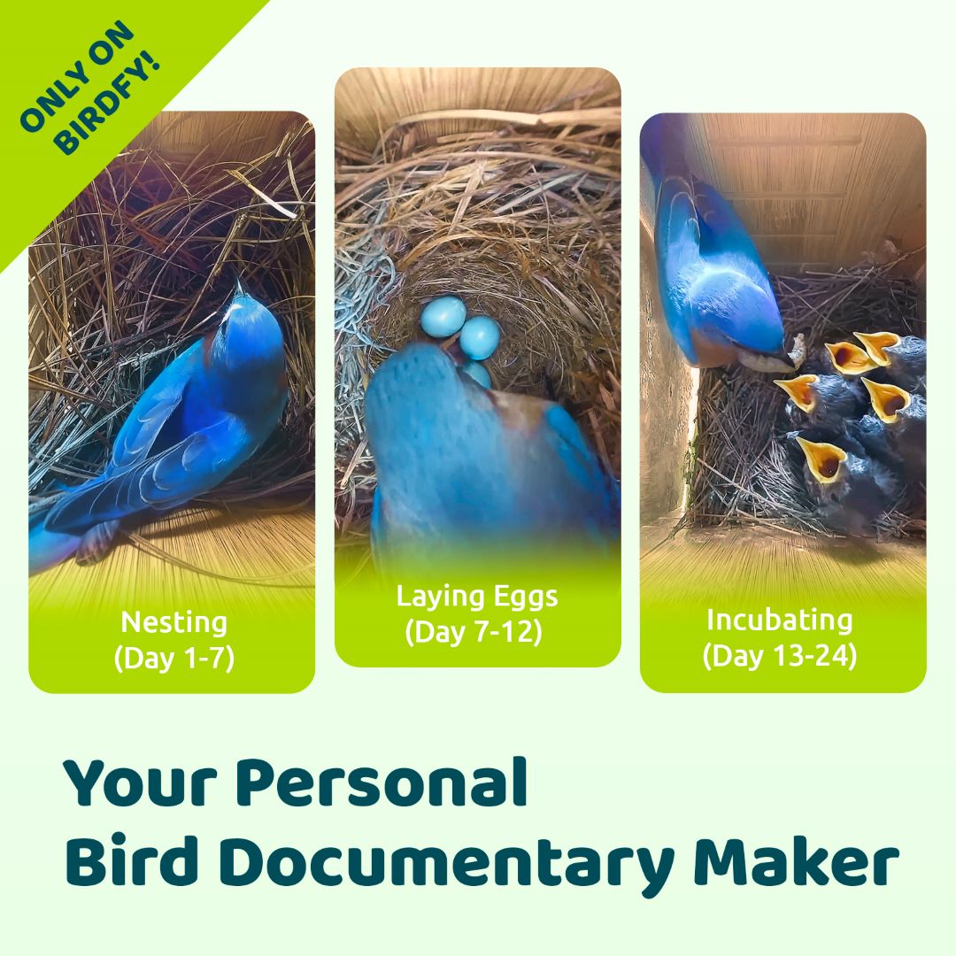 Birdfy Nest Ebony – Holzerne Smart-Vogelhaus