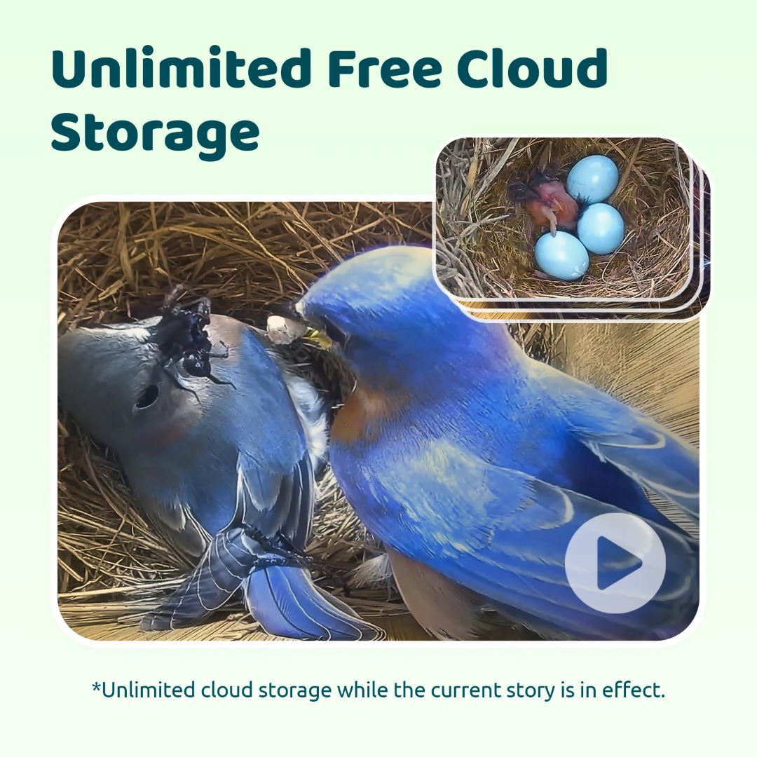 Birdfy Nest Ebony – Holzerne Smart-Vogelhaus