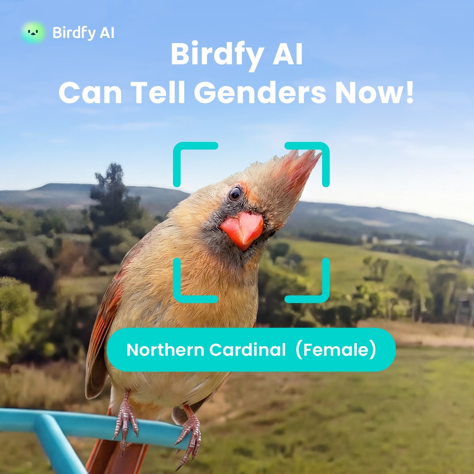 Birdfy Feeder Metal 2 4K