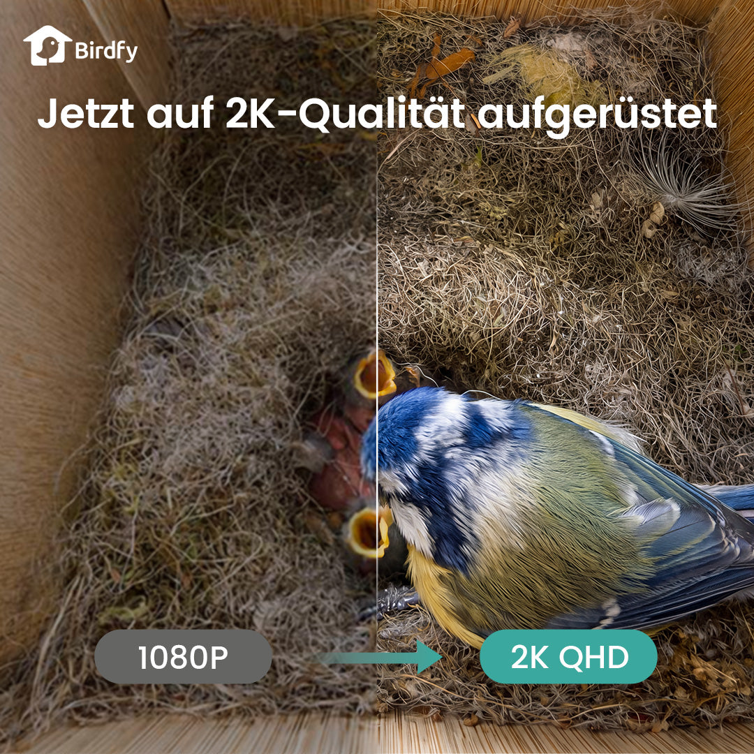 Birdfy Nest Duo - Smart Vogelhaus mit Doppelkamera