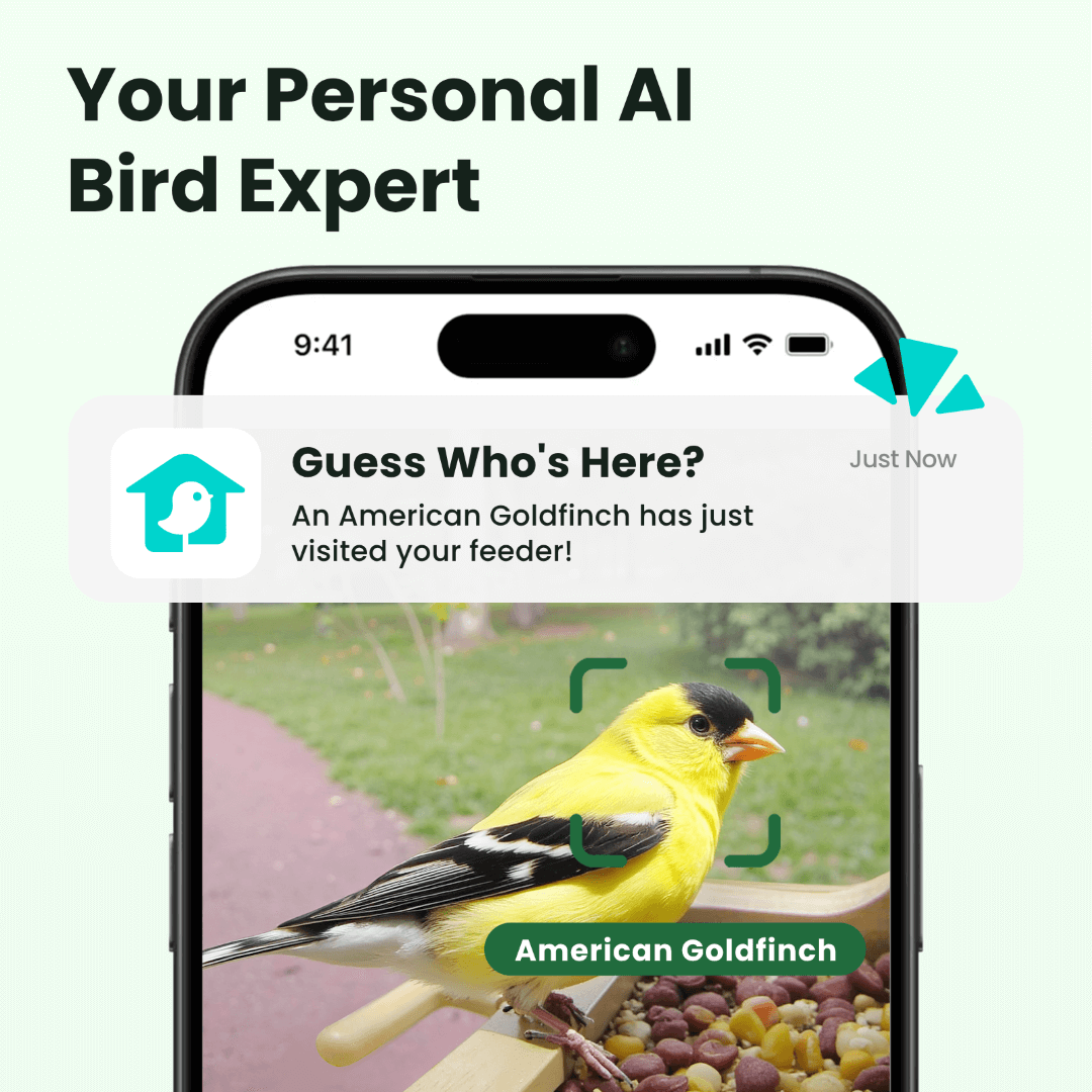 Birdfy Feeder Wood – Holziger Smart-Fütterer mit Kamera