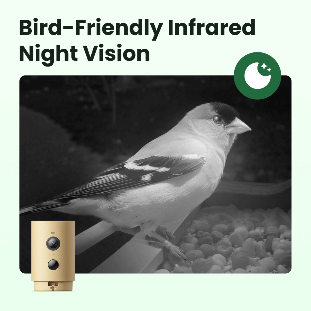 Birdfy Feeder Wood – Holziger Smart-Fütterer mit Kamera