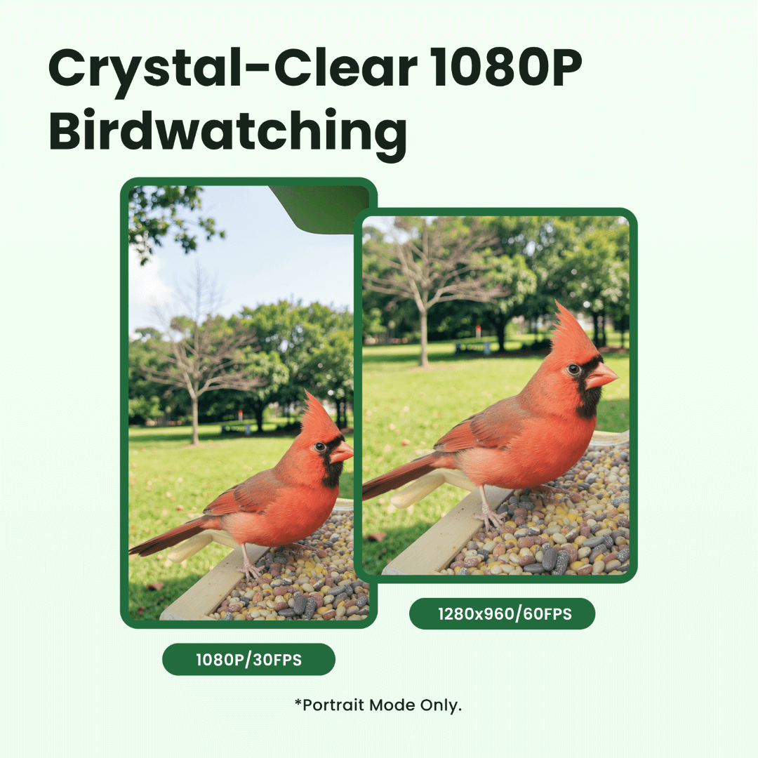 Birdfy Feeder Wood – Holziger Smart-Fütterer mit Kamera