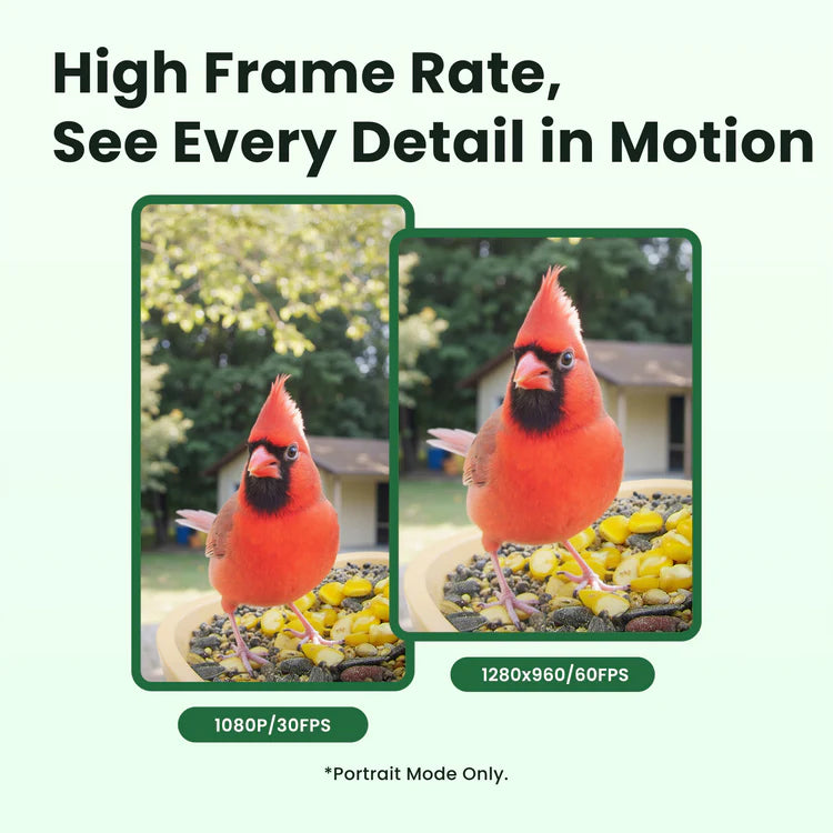 Birdfy Feeder Rookie - Einstiegsfreundlicher Smart-Vogelfutterspender