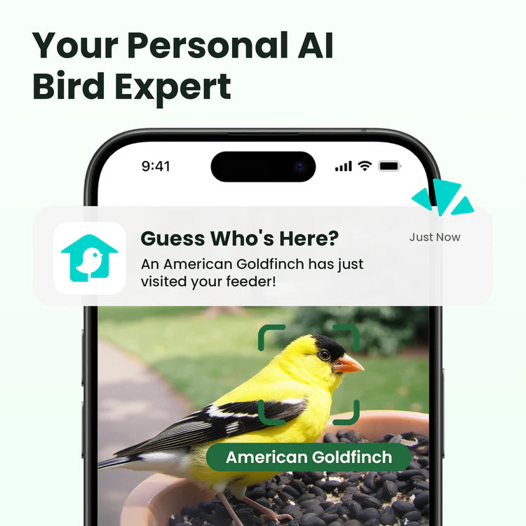 Birdfy Feeder Rookie - Einstiegsfreundlicher Smart-Vogelfutterspender