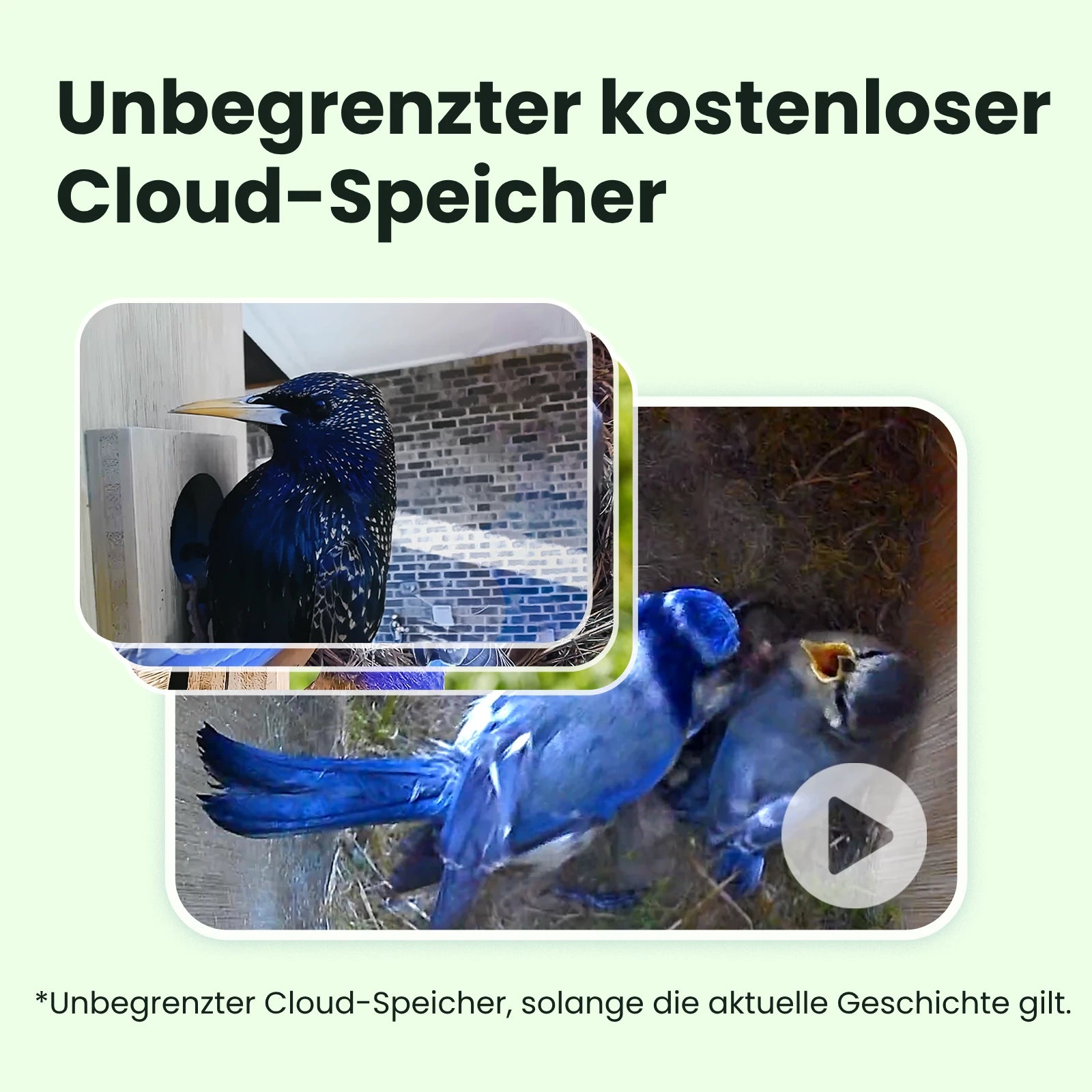 Birdfy Nest- Smart Vogelhaus mit Doppelkamera