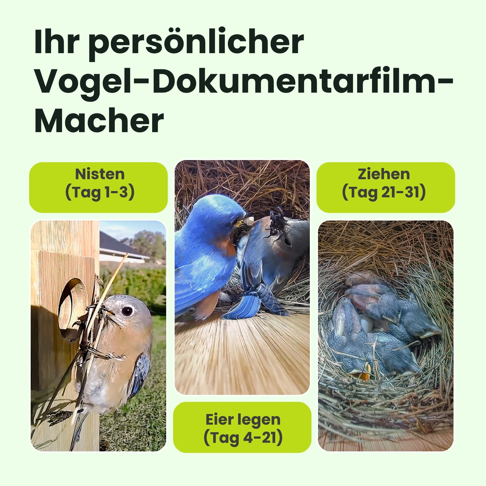 Birdfy Nest- Smart Vogelhaus mit Doppelkamera
