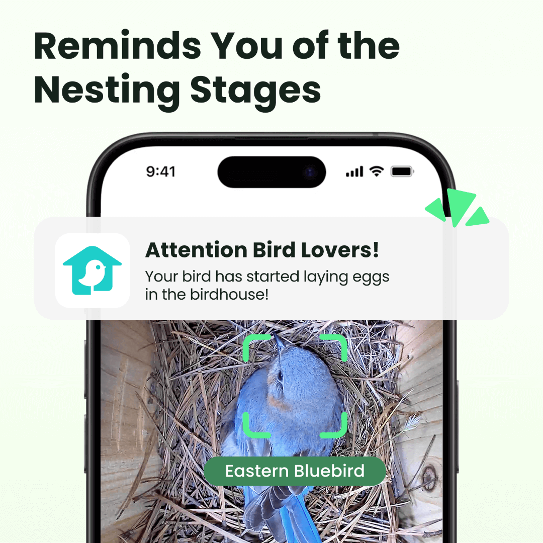 Birdfy Nest - Holzernes Smart-Vogelhaus mit Kamera