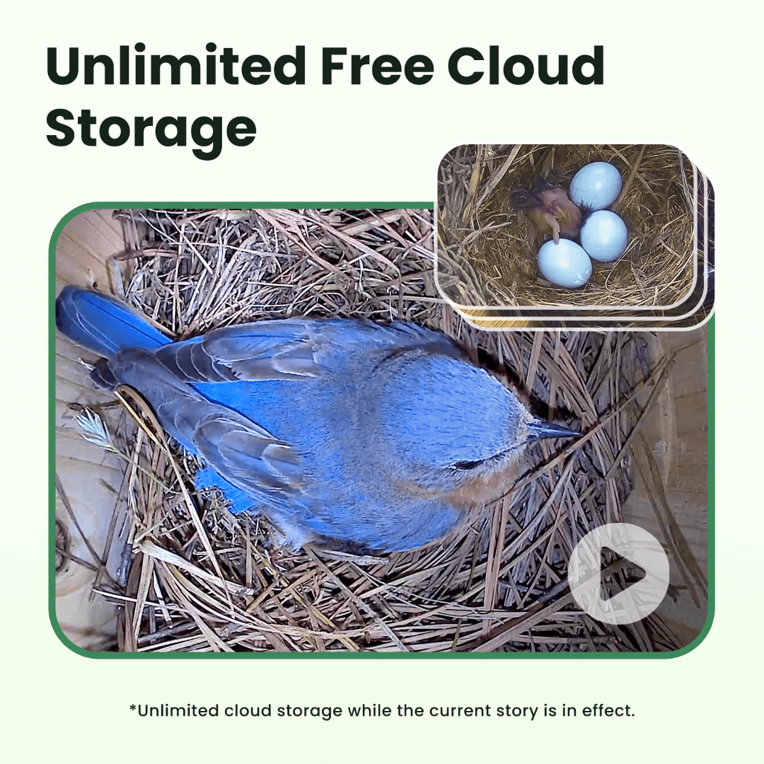 Birdfy Nest - Holzernes Smart-Vogelhaus mit Kamera