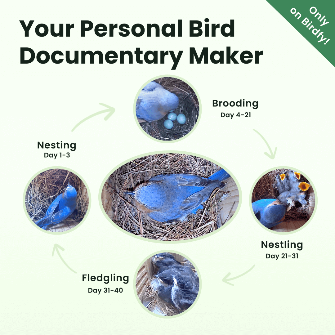 Birdfy Nest - Holzernes Smart-Vogelhaus mit Kamera