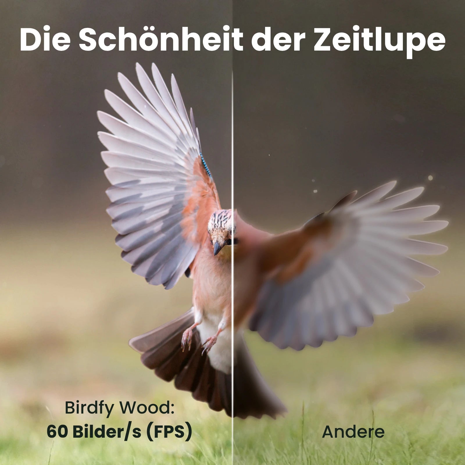 Birdfy Feeder Wood – Holziger Smart-Fütterer mit Kamera