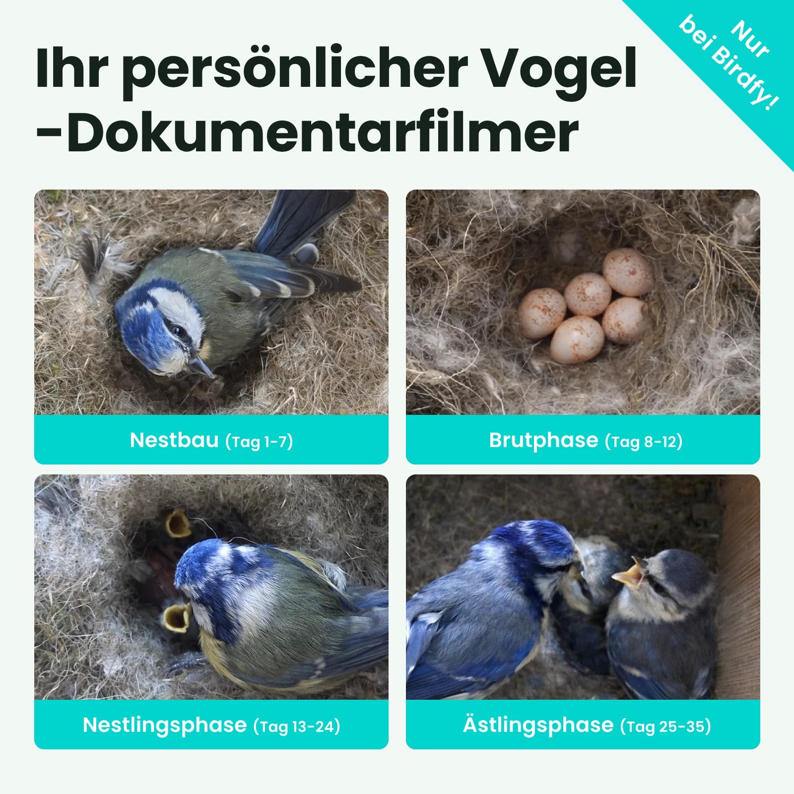 Birdfy Nest - Holzernes Smart-Vogelhaus mit Kamera