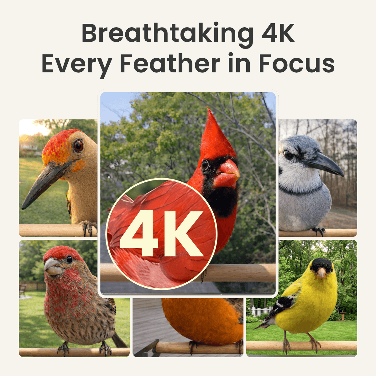 Birdfy Feeder Metal 2 4K